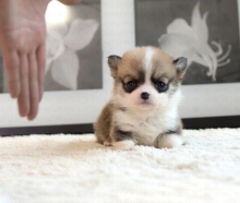 Pembroke Corgi puppies available