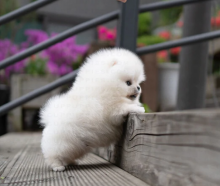 Pomeranian puppies available