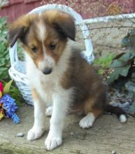 Sheltie Puppies, CkC Reg.