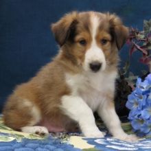 Sheltie Puppies For Re-homing