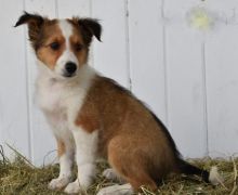 Vaccinated Sheltie Puppies