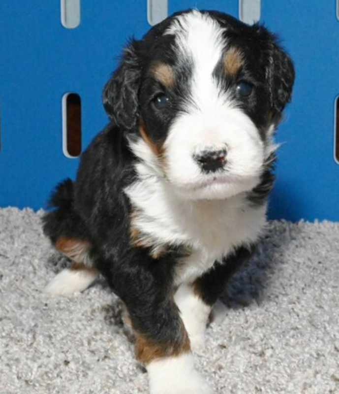Adorable Bernedoodle puppies. Image eClassifieds4u
