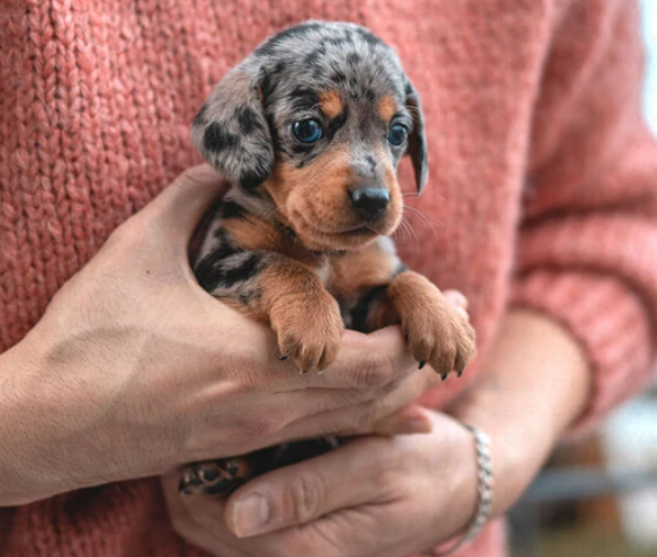 Beautiful dachshund puppies Vaccinated & Microchipped. Image eClassifieds4u