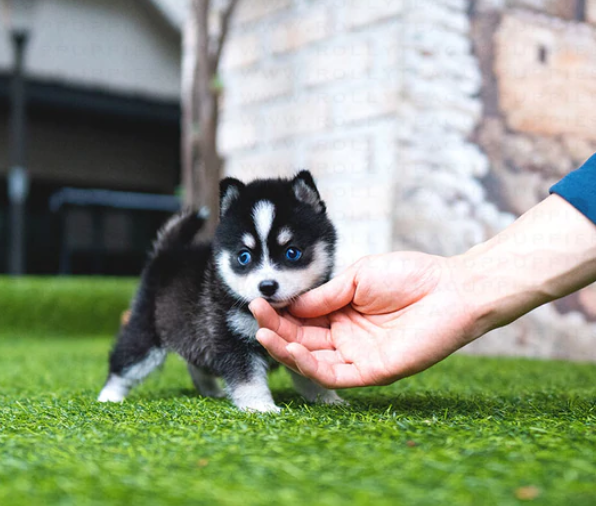 Beautiful Pomsky puppies available Image eClassifieds4u