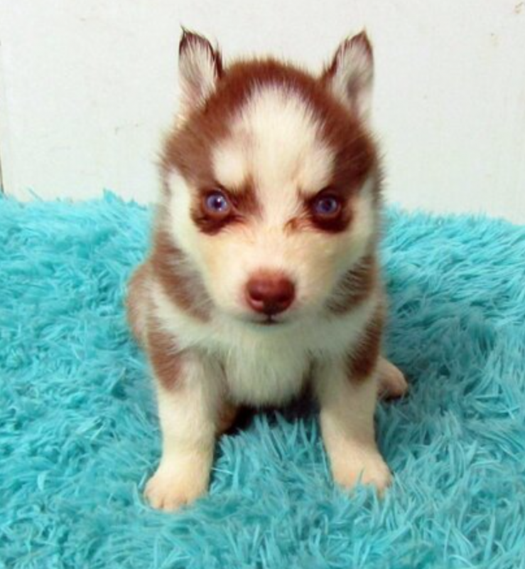 Husky Puppy for sale. Image eClassifieds4u