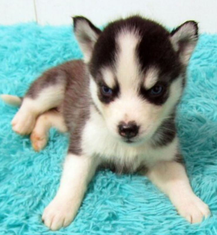 Husky Puppy for sale. Image eClassifieds4u