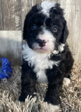 Adorable Bernedoodle puppies. Image eClassifieds4u 3