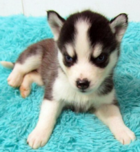 Husky Puppy for sale. Image eClassifieds4u 3