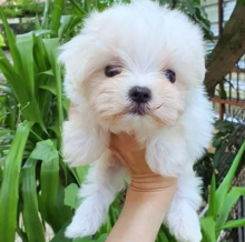 Maltese Puppies for new home. Image eClassifieds4u 4