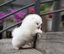 Pomeranian puppies available Image eClassifieds4u 1