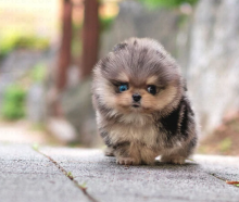 Pomeranian puppies available near me Image eClassifieds4u 3