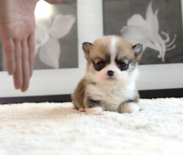 Pembroke Corgi puppies available Image eClassifieds4u