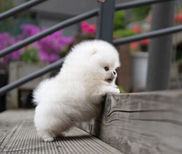 Pomeranian puppies available Image eClassifieds4u