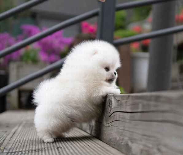 Pomeranian puppies available near me Image eClassifieds4u