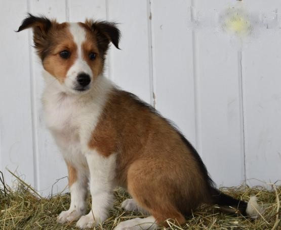 Vaccinated Sheltie Puppies Image eClassifieds4u
