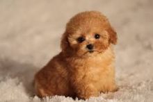 Adorable little puppies toy poodle are looking for a new home