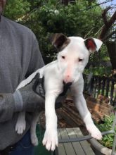 Bull Terrier Puppies Available Now (12wk Old)