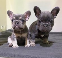 Mini French bulldog puppies available