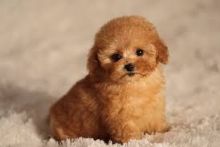 Poodle Puppies for new homes