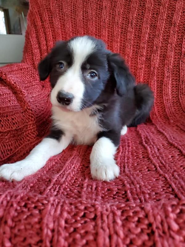 Border Collie Puppies Available Now (12wk Old) Image eClassifieds4u