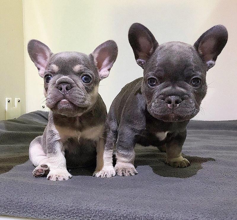 Mini French bulldog puppies available Image eClassifieds4u