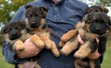 🟥🍁🟥 ADORABLE CANADIAN 💗🍀GERMAN SHEPHERD🐕🐕PUPPIES 🟥🍁🟥