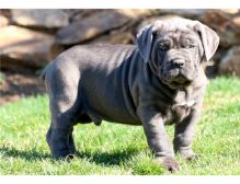 10 weeks old true to the breed blue cane corsos