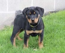 100% Rotties puppies are doing really good