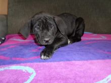11 cane corso puppies. 8 boys 3 Girls looking for their forever homes.