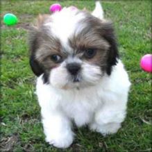 2 Enchanting Shih Tzu puppies s for a loving home