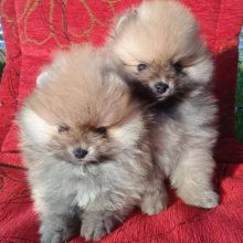 2 super tiny Pomeranian girls