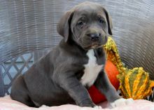 8 stunning cane Corso puppies