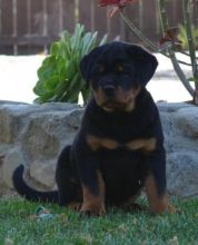 A very rare Beauty Rottweiler pups available out of a litter of ours