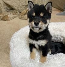 A.K.C REGISTERED ADORABLE male and female shiba inu puppies for adoption