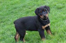 BEAUTIFUL PEDIGREE ROTTWEILER PUPPIES