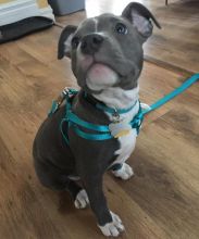 BLUE NOSE AMERICAN PITBULL TERRIER PUPPIES AVAILABLE