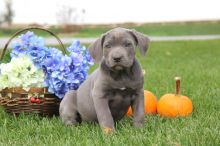 Cane Corso 6 Boys 2 Girls Champion Bloodline