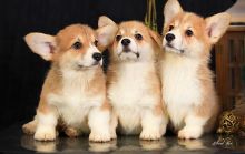 🟥🍁🟥 ADORABLE CANADIAN 💗🍀PEMBROKE 🐕🐕PUPPIES 🟥🍁🟥