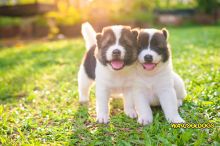 🟥🍁🟥 ADORABLE CANADIAN 💗🍀POMSKY🐕🐕PUPPIES 🟥🍁🟥