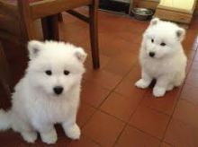 🟥🍁🟥 ADORABLE CANADIAN 💗🍀SAMOYED🐕🐕PUPPIES 🟥🍁🟥