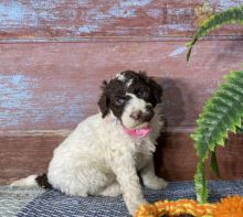 Excellent Portuguese water dog puppies for sale