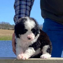 for sale our Portuguese water dogs puppies