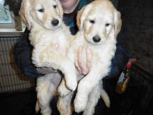 Gorgeous 3 Goldendoodle Puppies for sale