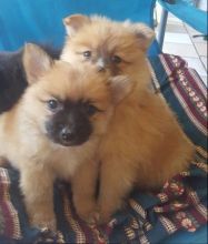 Gorgeous Orange Sable Boy And Girl Available.