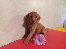 Health tested Goldendoodle puppies tested and has had a beautiful litters