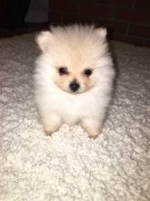 Hello. We have 2 beautiful Pomeranian girls for sale. They are super tiny