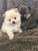 Here we have 2 beautiful Pomeranian puppies 1 boy and 1 girl.