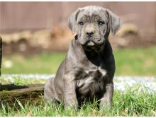 Hi We have a stunning litter of traditional pedigree Cane Corso puppies available mum is a huge girl