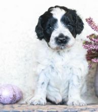 Kc Quality Portuguese water dogs 11 weeks ready for a new home