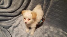Last three outstanding Maltipoo puppies for rehoming